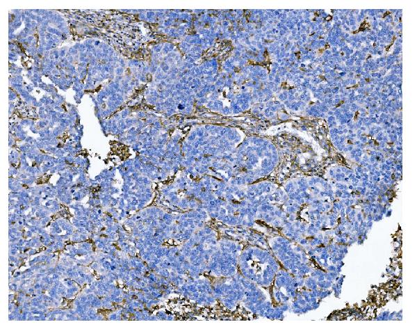 2 - Anti-CD13/ANPEP Antibody Picoband™ (monoclonal, 7F2) ABO15068