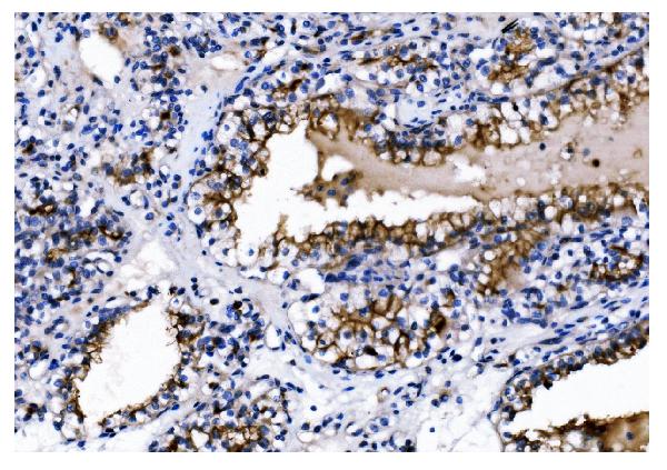 2 - Anti-CD13/ANPEP Antibody Picoband™ (monoclonal, 7F2) ABO15068
