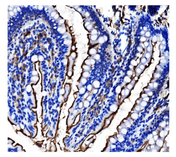 2 - Anti-CD13/ANPEP Antibody Picoband™ (monoclonal, 7F2) ABO15068