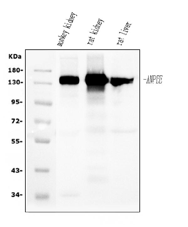 1 - Anti-CD13/ANPEP Antibody Picoband™ (monoclonal, 7F2) ABO15068