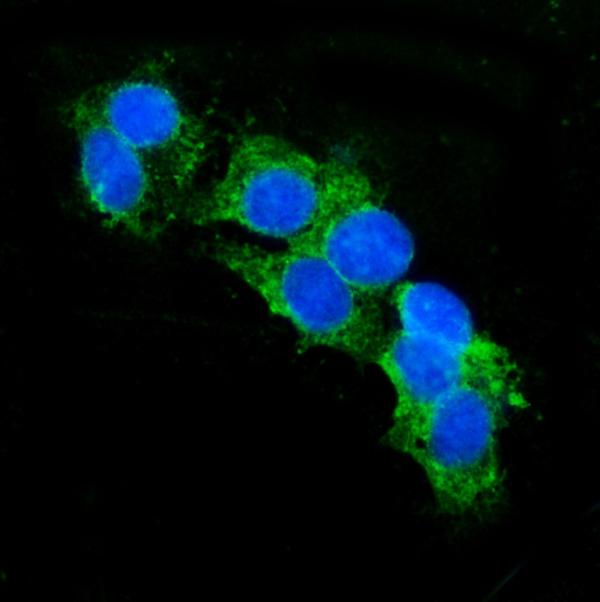 3 - Anti-CD13/ANPEP Antibody Picoband™ (monoclonal, 9G5) ABO15069