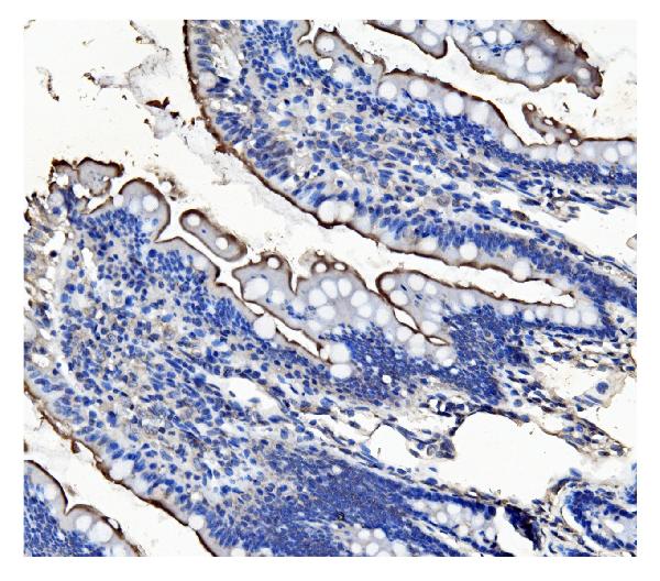 2 - Anti-CD13/ANPEP Antibody Picoband™ (monoclonal, 9G5) ABO15069