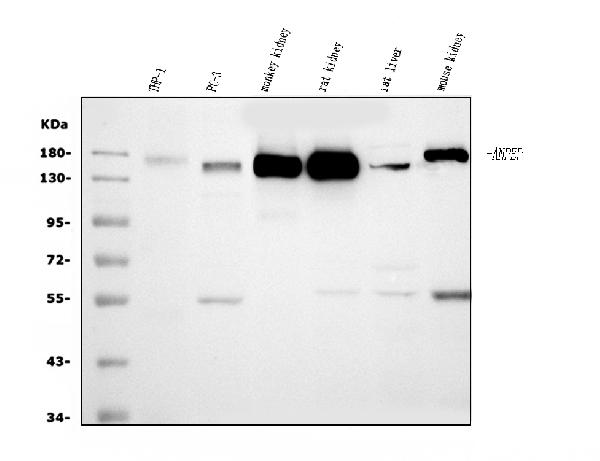 1 - Anti-CD13/ANPEP Antibody Picoband™ (monoclonal, 9G5) ABO15069