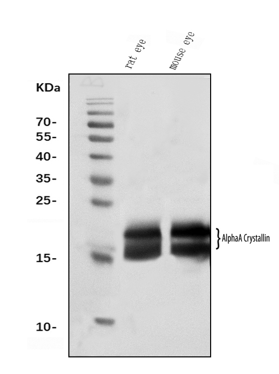1 - Anti-Alpha A Crystallin Antibody Picoband™ (monoclonal, 10B9) ABO15070