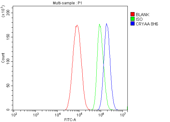 1 - Anti-Alpha A Crystallin Antibody Picoband™ (monoclonal, 8H6) ABO15071