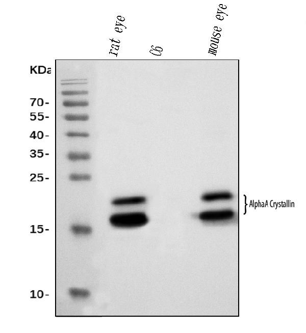 1 - Anti-Alpha A Crystallin Antibody Picoband™ (monoclonal, 8H6) ABO15071