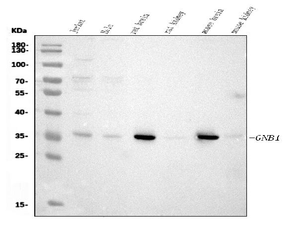 1 - Anti-GNB1 Antibody Picoband™ (monoclonal, 11F9) ABO15072