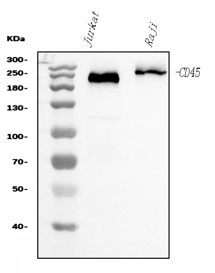 1 - Anti-CD45 Antibody Picoband™ (monoclonal, 2H3) ABO15073