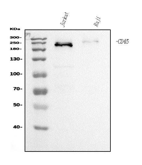 1 - Anti-CD45 Antibody Picoband™ (monoclonal, 3H6) ABO15074