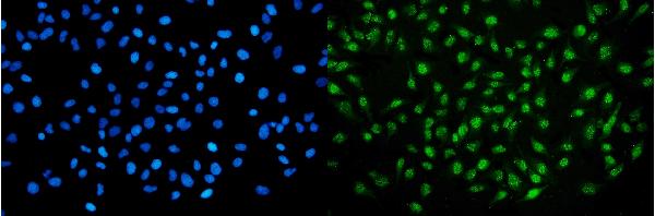 3 - Anti-NIRF Antibody Picoband™ (monoclonal, 6B5) ABO15076