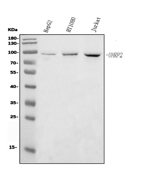1 - Anti-NIRF Antibody Picoband™ (monoclonal, 6B5) ABO15076