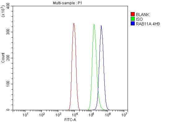 1 - Anti-Rab11A Antibody Picoband™ (monoclonal, 4H9) ABO15077