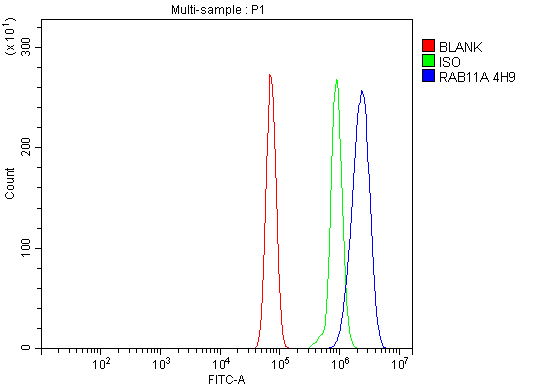 1 - Anti-Rab11A Antibody Picoband™ (monoclonal, 4H9) ABO15077