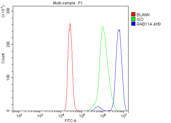 1 - Anti-Rab11A Antibody Picoband™ (monoclonal, 4H9) ABO15077