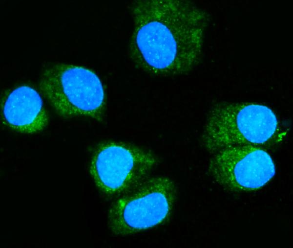 3 - Anti-Rab11A Antibody Picoband™ (monoclonal, 4H9) ABO15077
