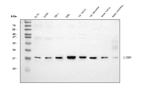 1 - Anti-LSM8 Antibody Picoband™ (monoclonal, 6B11) ABO15078