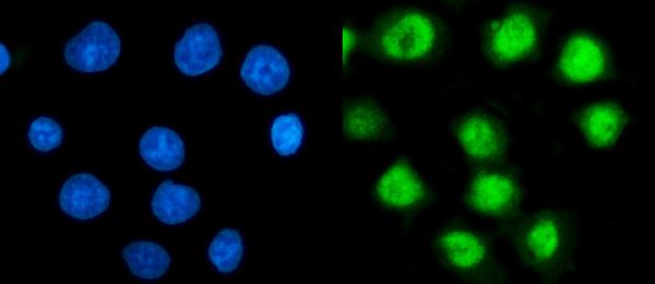 3 - Anti-TBP-1/PSMC3 Antibody Picoband™ (monoclonal, 4D3) ABO15079