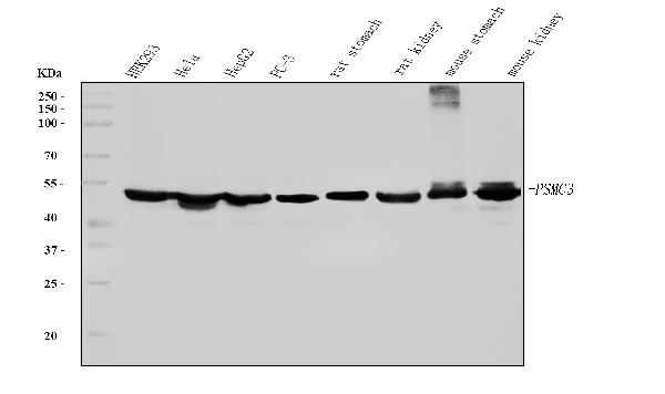 1 - Anti-TBP-1/PSMC3 Antibody Picoband™ (monoclonal, 4D3) ABO15079