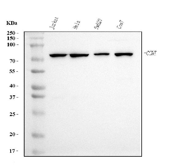 1 - Anti-Cyclin T1 Antibody Picoband™ (monoclonal, 3B7) ABO15080