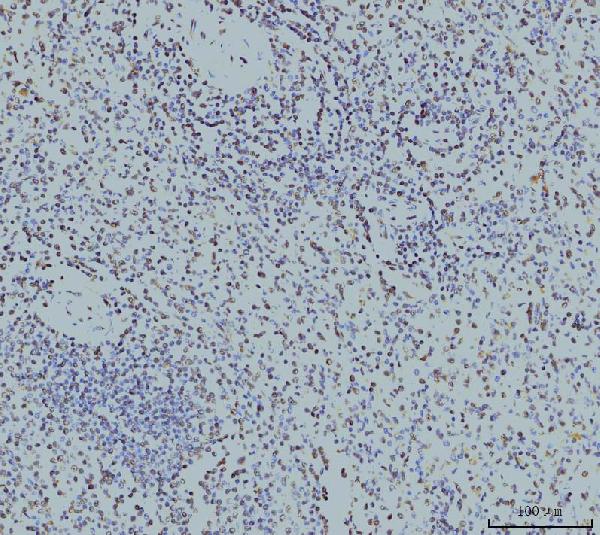 2 - Anti-RPA32/RPA2 Antibody Picoband™ (monoclonal, 3B2E9) ABO15081