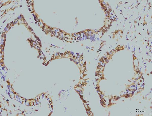 2 - Anti-RPA32/RPA2 Antibody Picoband™ (monoclonal, 3B2E9) ABO15081