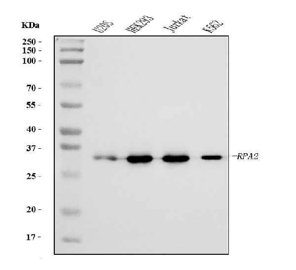 1 - Anti-RPA32/RPA2 Antibody Picoband™ (monoclonal, 3B2E9) ABO15081
