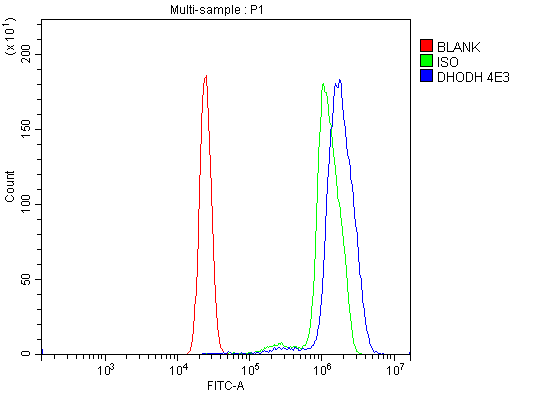 1 - Anti-DHODH Antibody Picoband™ (monoclonal, 4E3) ABO15082