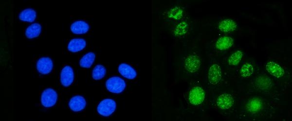 3 - Anti-DHODH Antibody Picoband™ (monoclonal, 4E3) ABO15082