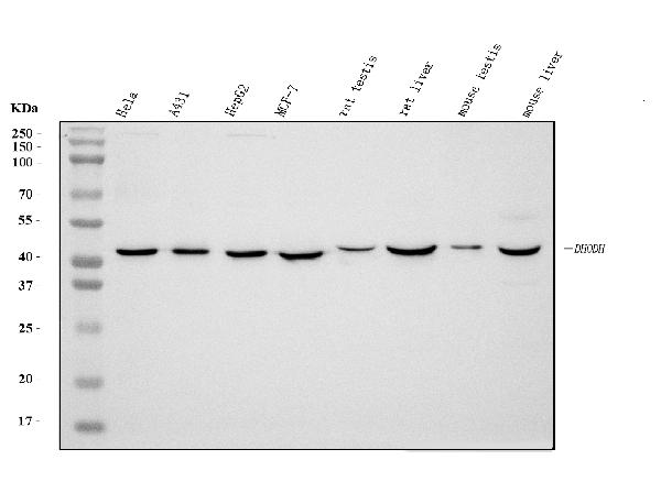 1 - Anti-DHODH Antibody Picoband™ (monoclonal, 4E3) ABO15082