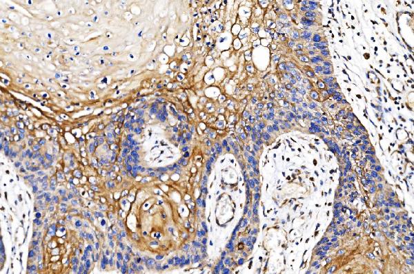2 - Anti-POR Antibody Picoband™ (monoclonal, 7F5) ABO15083