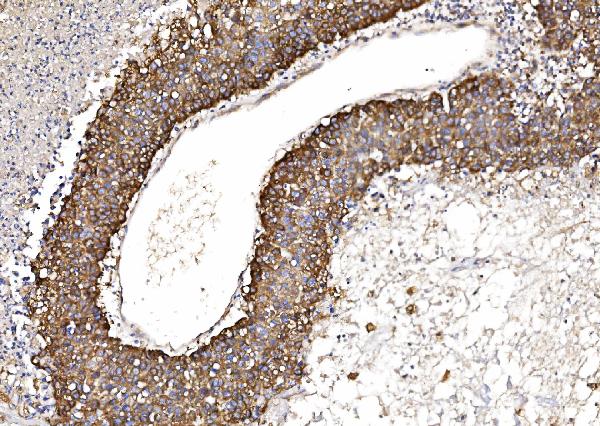 2 - Anti-POR Antibody Picoband™ (monoclonal, 7F5) ABO15083