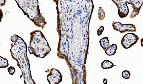 2 - Anti-POR Antibody Picoband™ (monoclonal, 7F5) ABO15083
