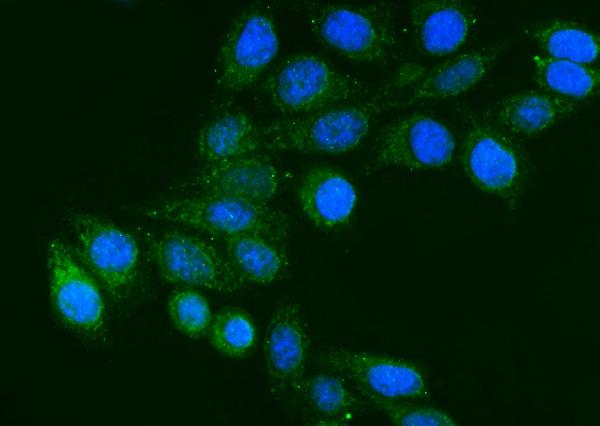 3 - Anti-FGG Antibody Picoband™ (monoclonal, 5H9) ABO15084
