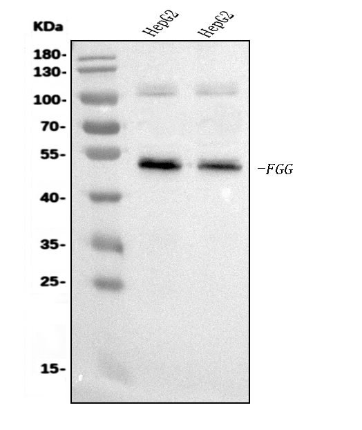 1 - Anti-FGG Antibody Picoband™ (monoclonal, 5H9) ABO15084