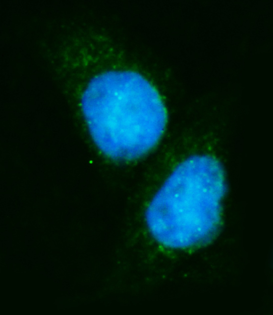 3 - Anti-EIF4A1 Antibody Picoband™ (monoclonal, 3F11) ABO15085