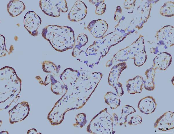 2 - Anti-EIF4A1 Antibody Picoband™ (monoclonal, 3F11) ABO15085