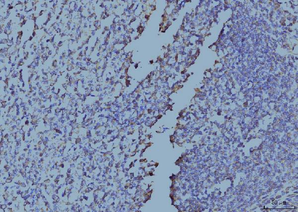 2 - Anti-EIF4A1 Antibody Picoband™ (monoclonal, 3F11) ABO15085