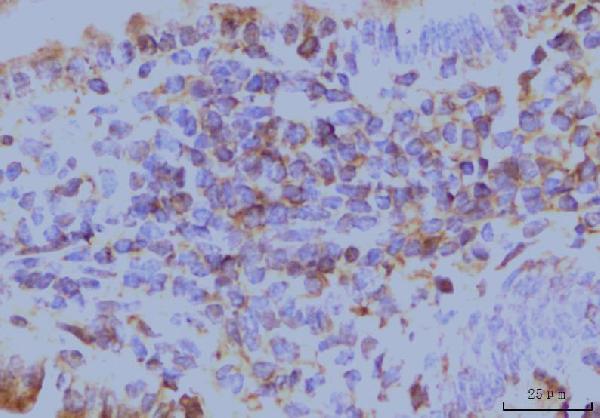 2 - Anti-EIF4A1 Antibody Picoband™ (monoclonal, 3F11) ABO15085