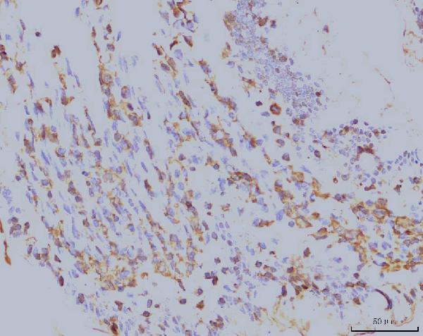2 - Anti-EIF4A1 Antibody Picoband™ (monoclonal, 3F11) ABO15085