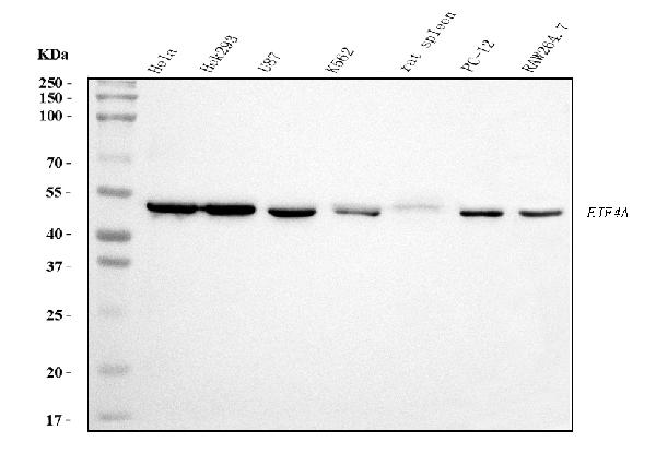 1 - Anti-EIF4A1 Antibody Picoband™ (monoclonal, 3F11) ABO15085