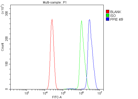 1 - Anti-Cyclophilin E/PPIE Antibody Picoband™ (monoclonal, 4I9) ABO15086