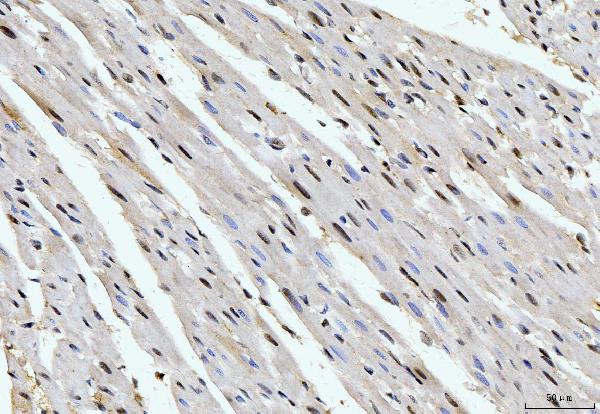 2 - Anti-Cyclophilin E/PPIE Antibody Picoband™ (monoclonal, 4I9) ABO15086