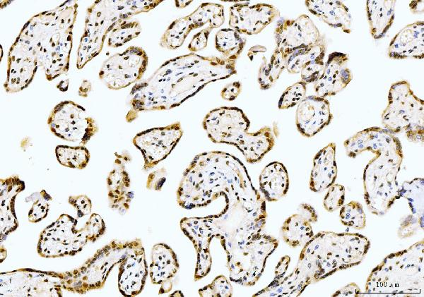 2 - Anti-Cyclophilin E/PPIE Antibody Picoband™ (monoclonal, 4I9) ABO15086