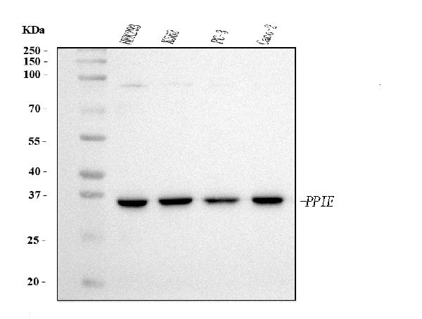 1 - Anti-Cyclophilin E/PPIE Antibody Picoband™ (monoclonal, 4I9) ABO15086