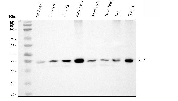 1 - Anti-Cyclophilin E/PPIE Antibody Picoband™ (monoclonal, 4I9) ABO15086