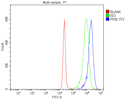 1 - Anti-Cyclophilin E/PPIE Antibody Picoband™ (monoclonal, 7F2) ABO15087