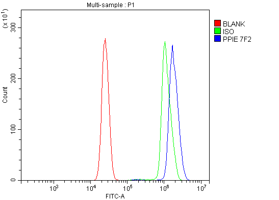 1 - Anti-Cyclophilin E/PPIE Antibody Picoband™ (monoclonal, 7F2) ABO15087