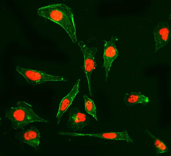 3 - Anti-Cyclophilin E/PPIE Antibody Picoband™ (monoclonal, 7F2) ABO15087