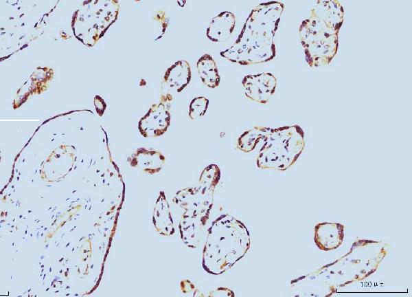 2 - Anti-Cyclophilin E/PPIE Antibody Picoband™ (monoclonal, 7F2) ABO15087