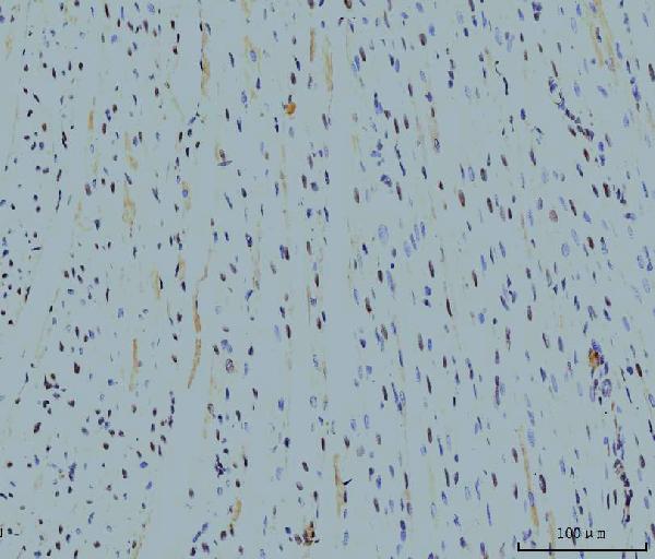 2 - Anti-Cyclophilin E/PPIE Antibody Picoband™ (monoclonal, 7F2) ABO15087